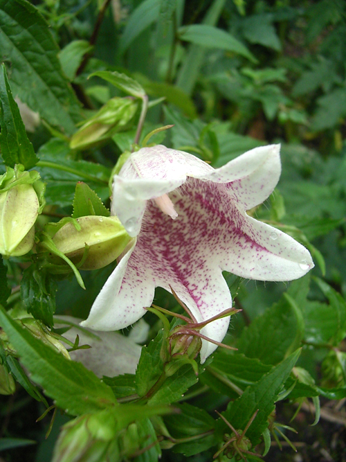 campanula002