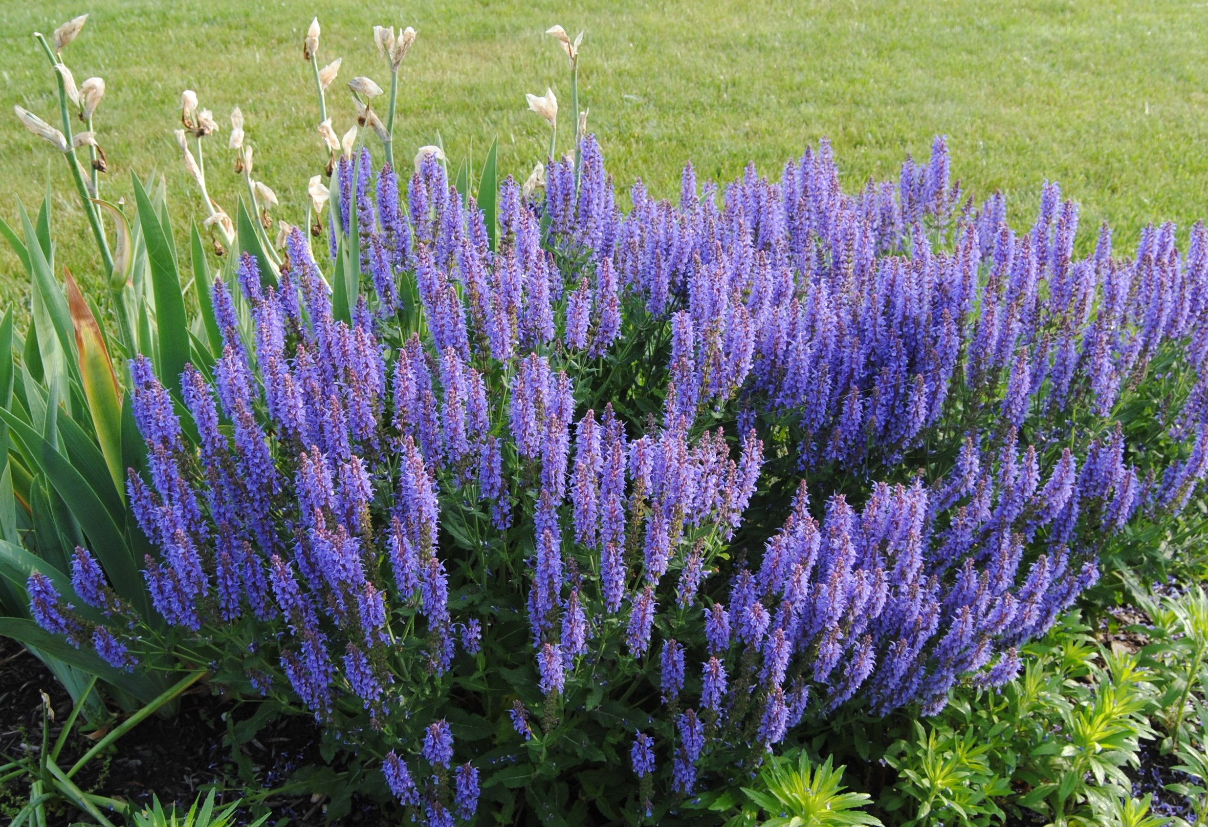 salvia012