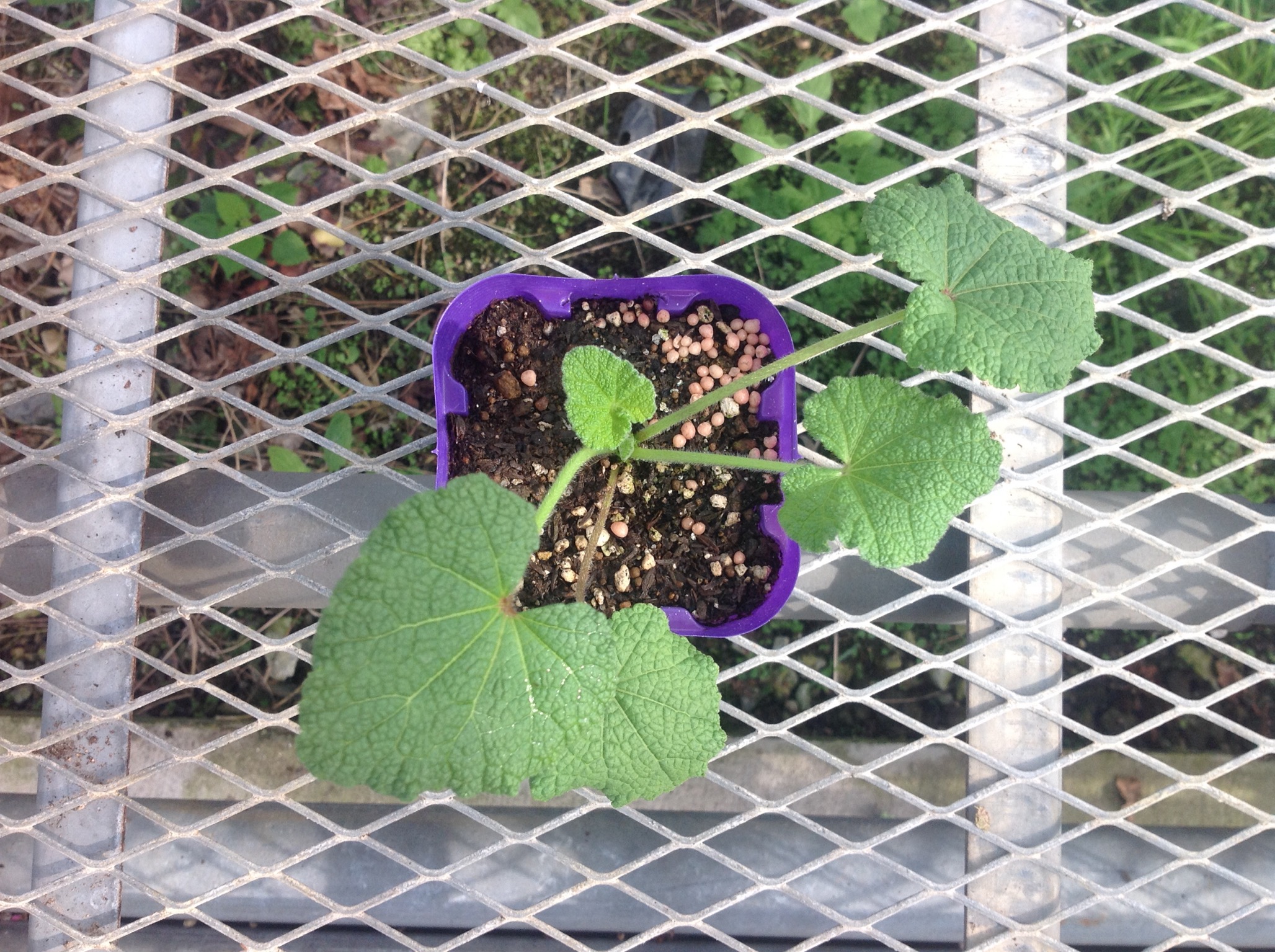 alcea001