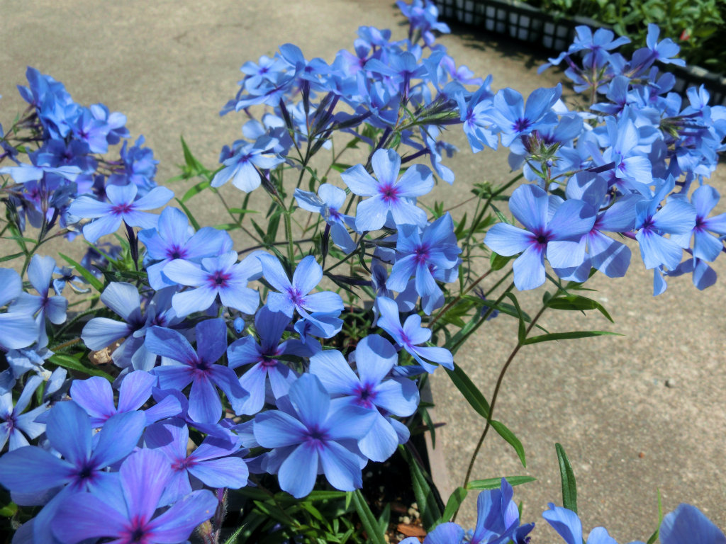 phlox004