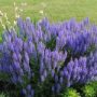 salvia012