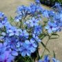 phlox004