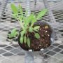 salvia012