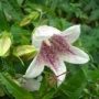 campanula002