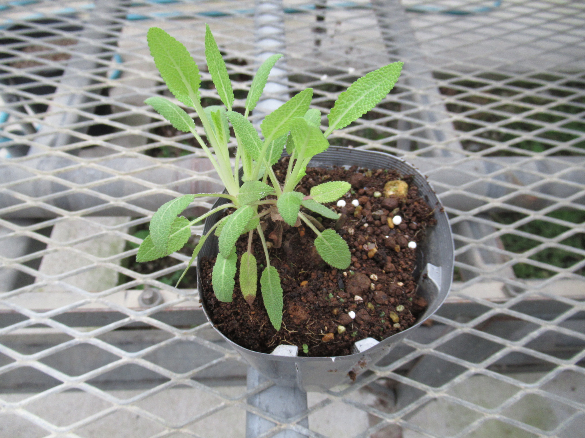 salvia012
