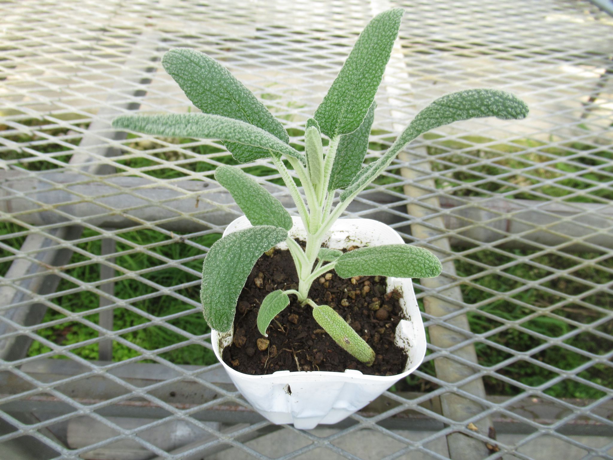 phlomis005