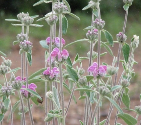 phlomis005