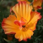 eschscholzia002