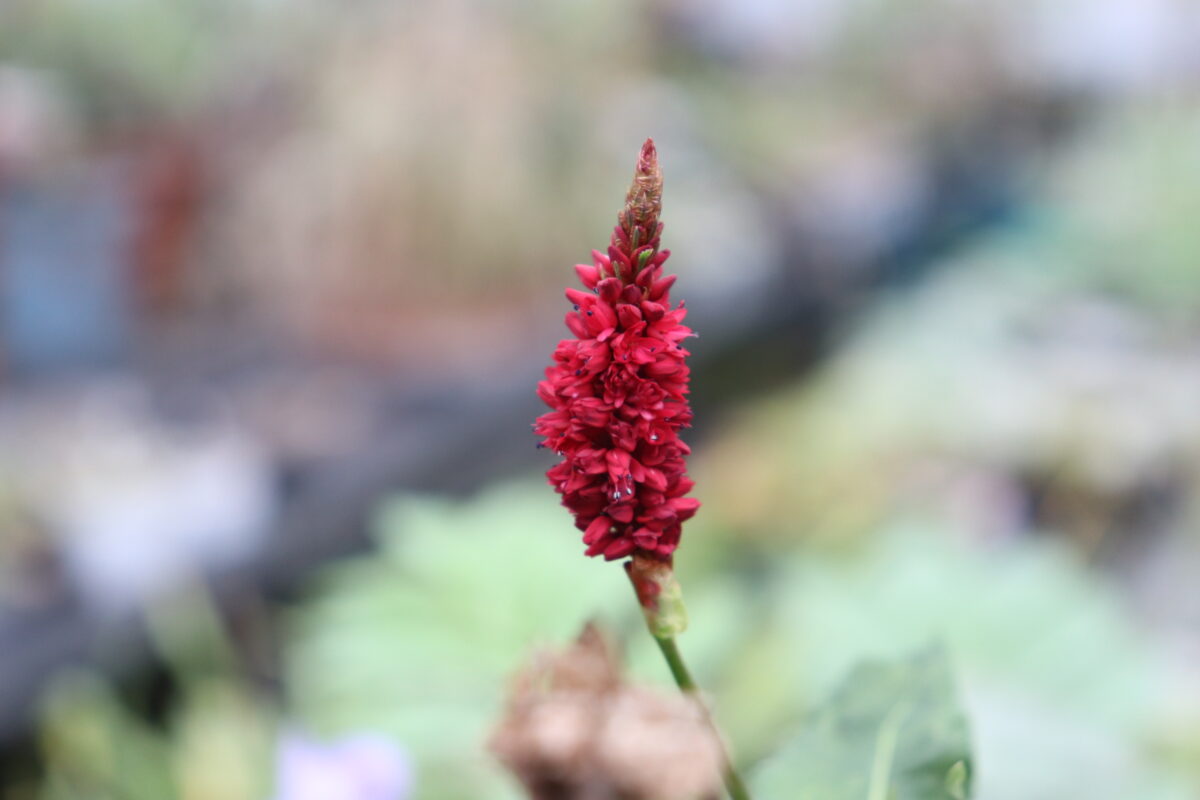 persicaria001