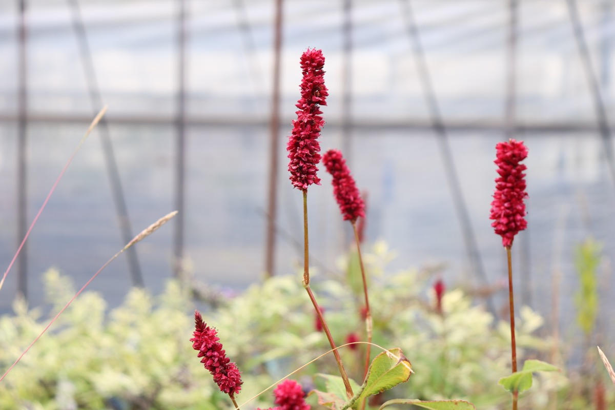 persicaria001