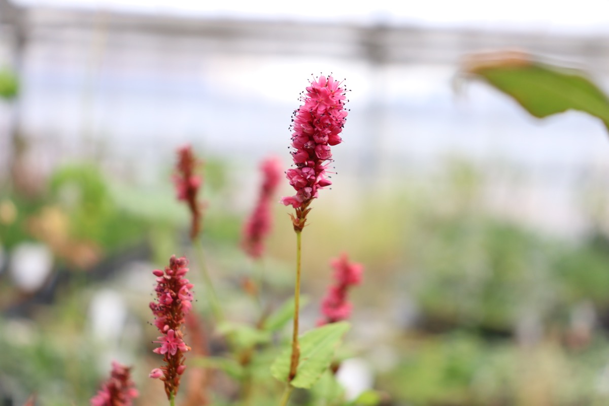 persicaria002