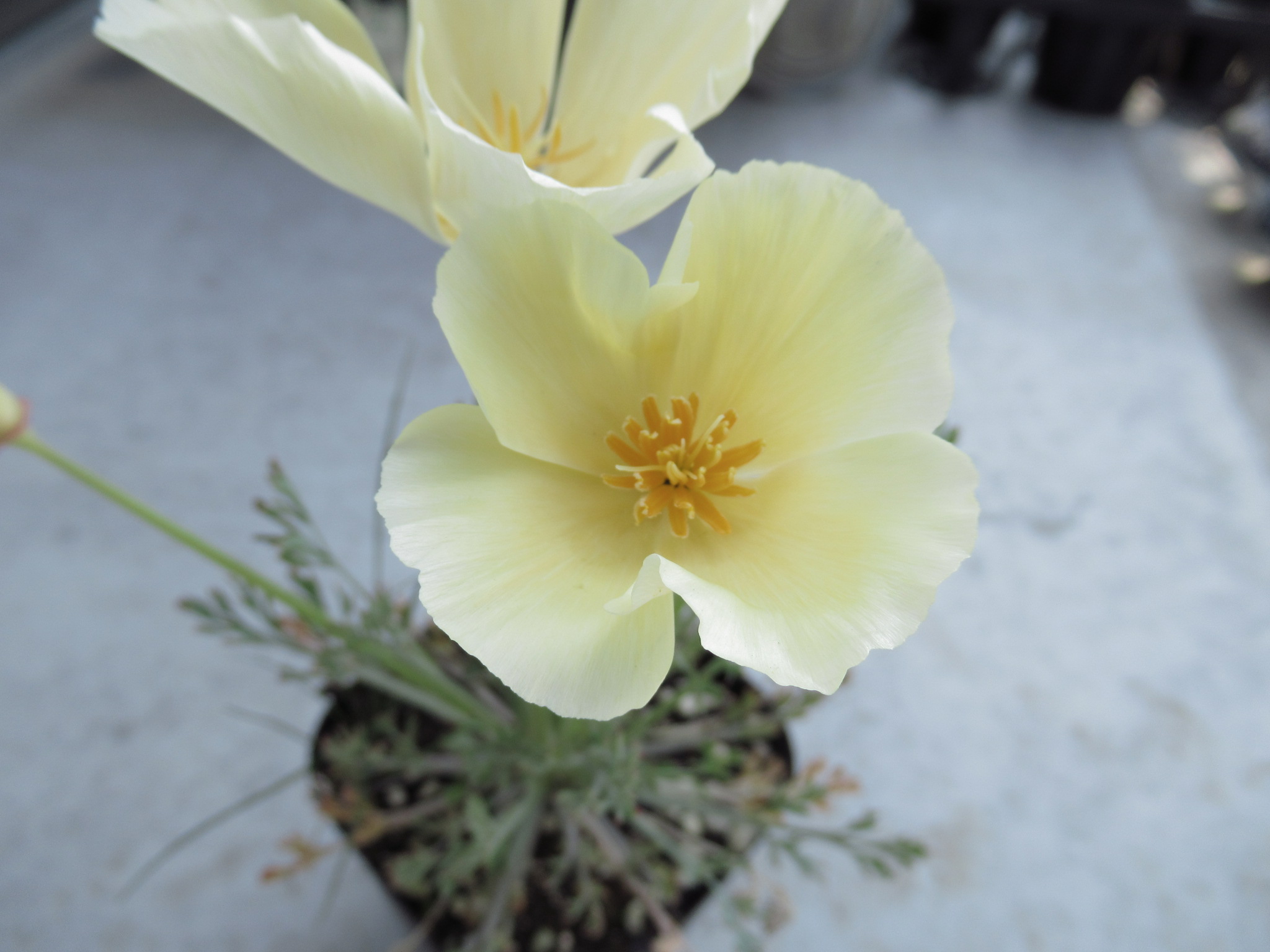Eschscholzia001
