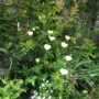 Eschscholzia001