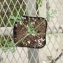 eschscholzia003