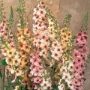 varbascum002