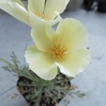 Eschscholzia001