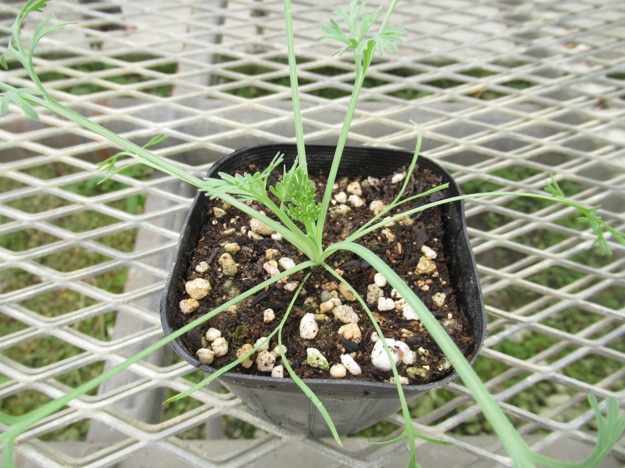 Eschscholzia001