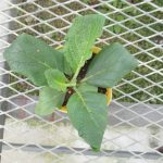 varbascum003