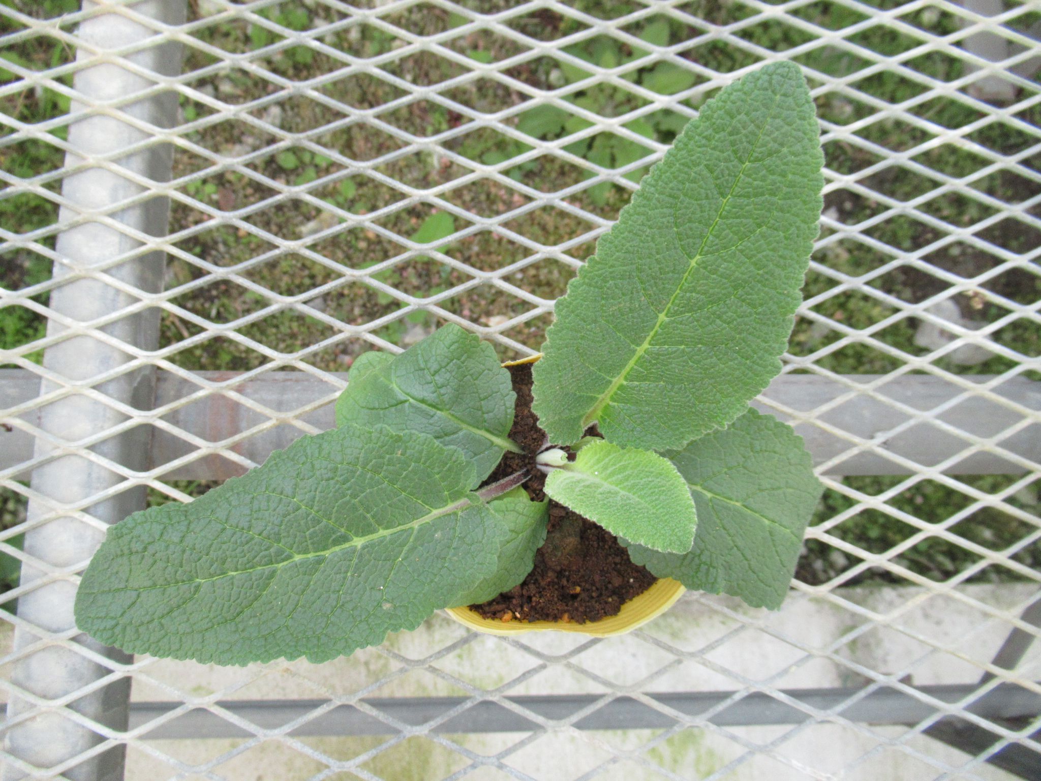 varbascum001