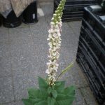 varbascum001