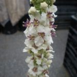 varbascum001