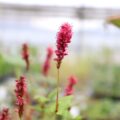 persicaria002