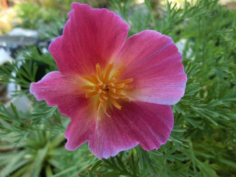 eschscholzia005