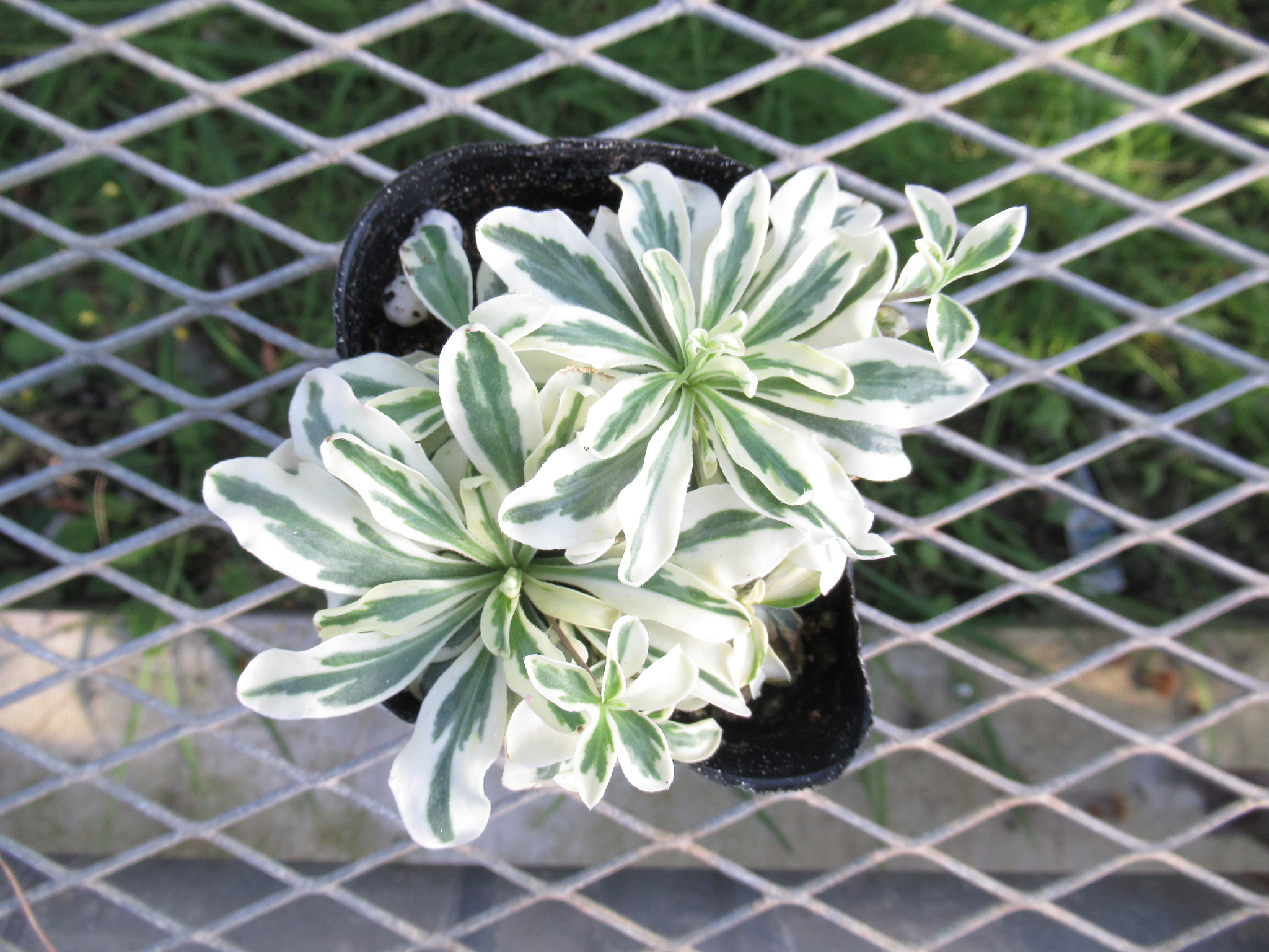 arabis002
