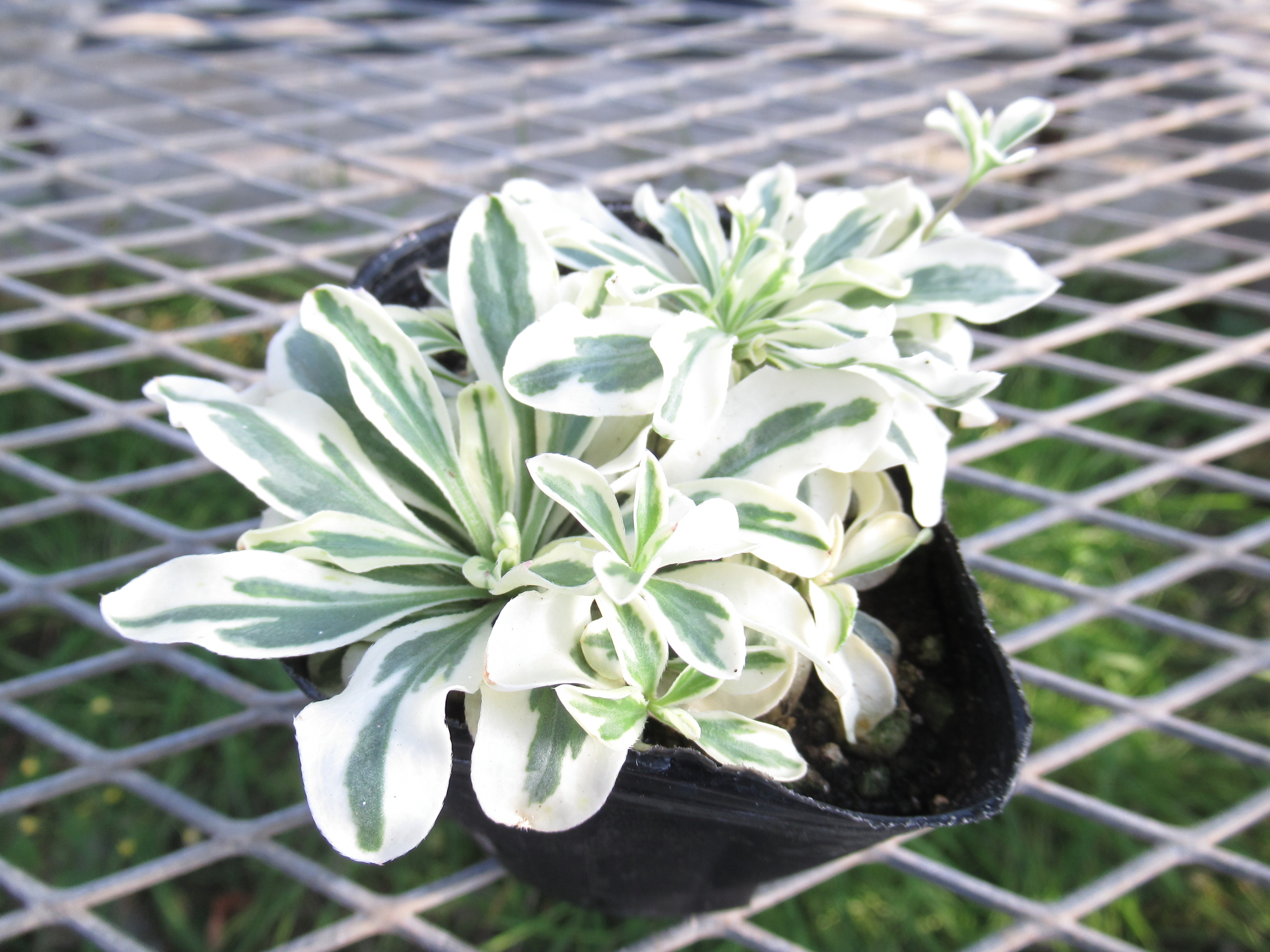 arabis002