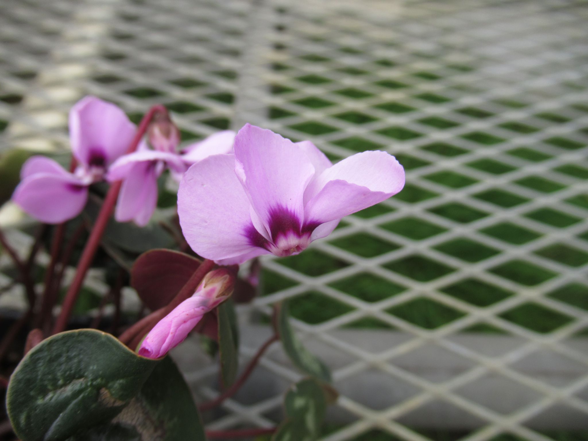 cyclamen001
