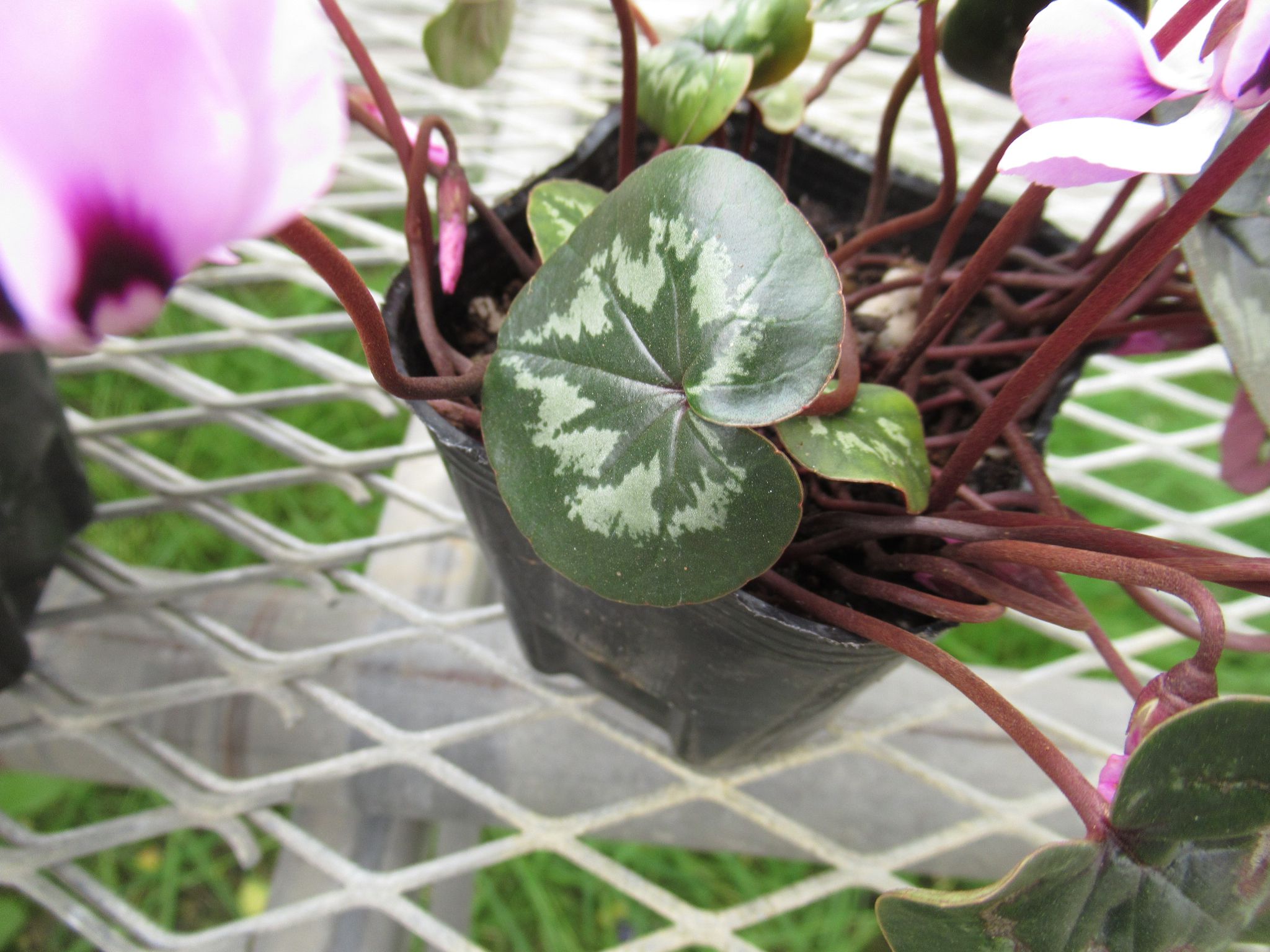 cyclamen001
