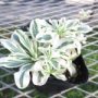 arabis002