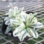 arabis002
