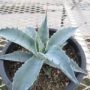 agave001