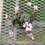 cyclamen001