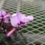 cyclamen001