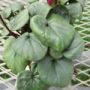 cyclamen001