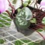 cyclamen001