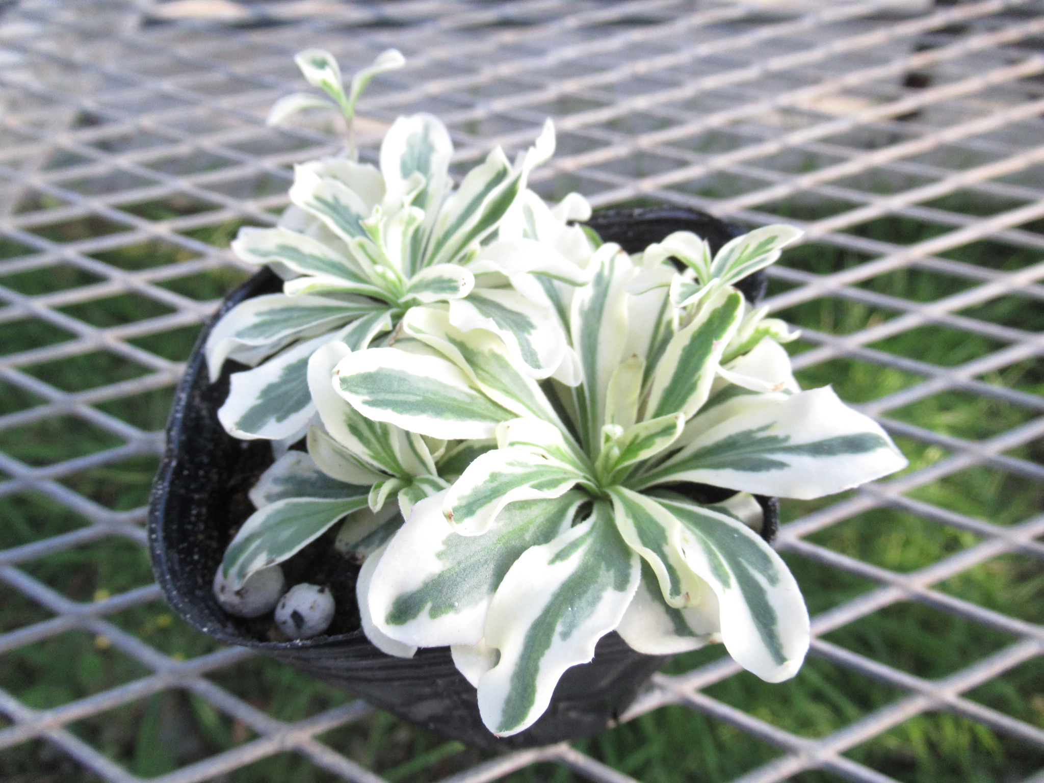 arabis002