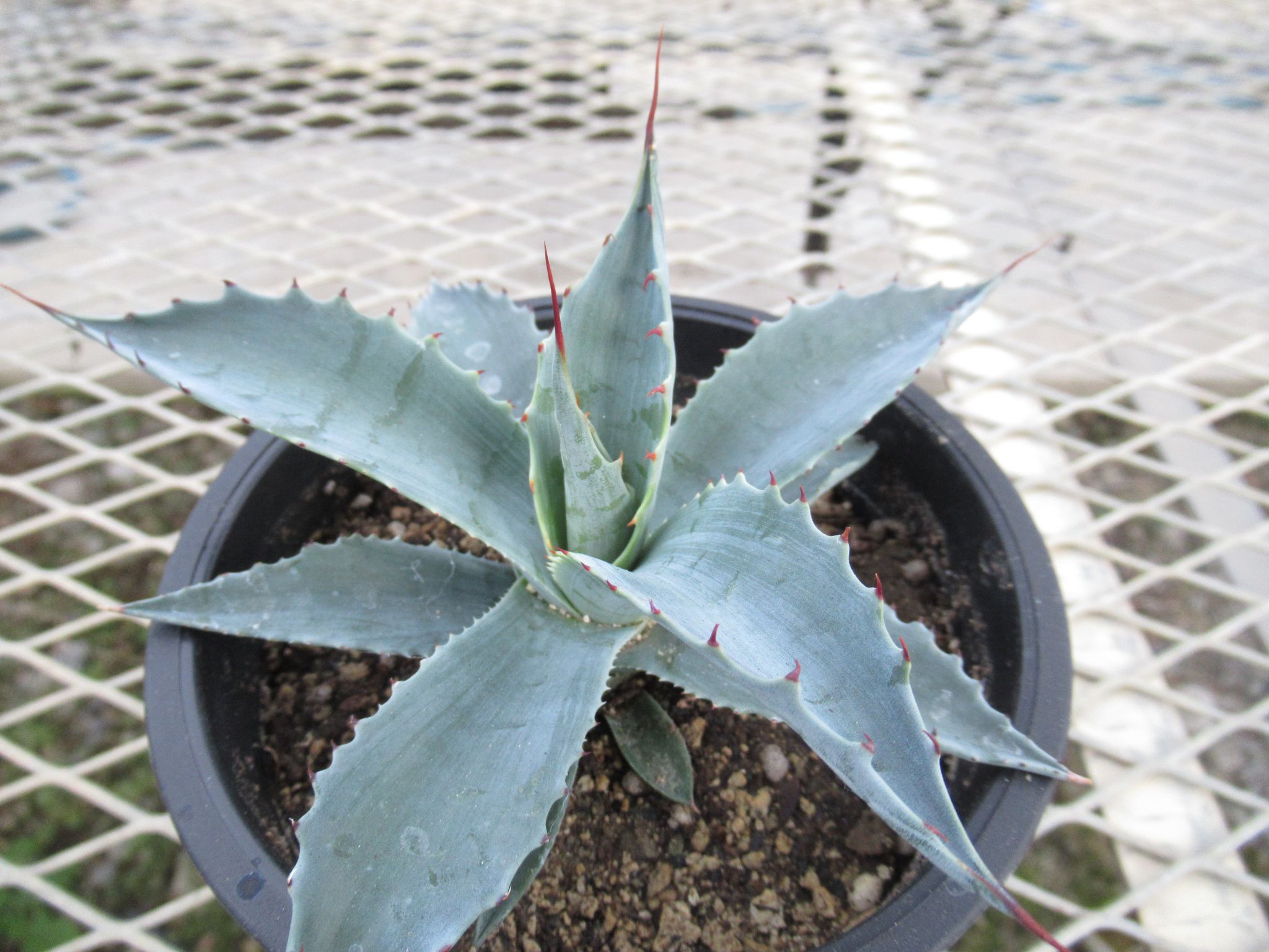 agave001