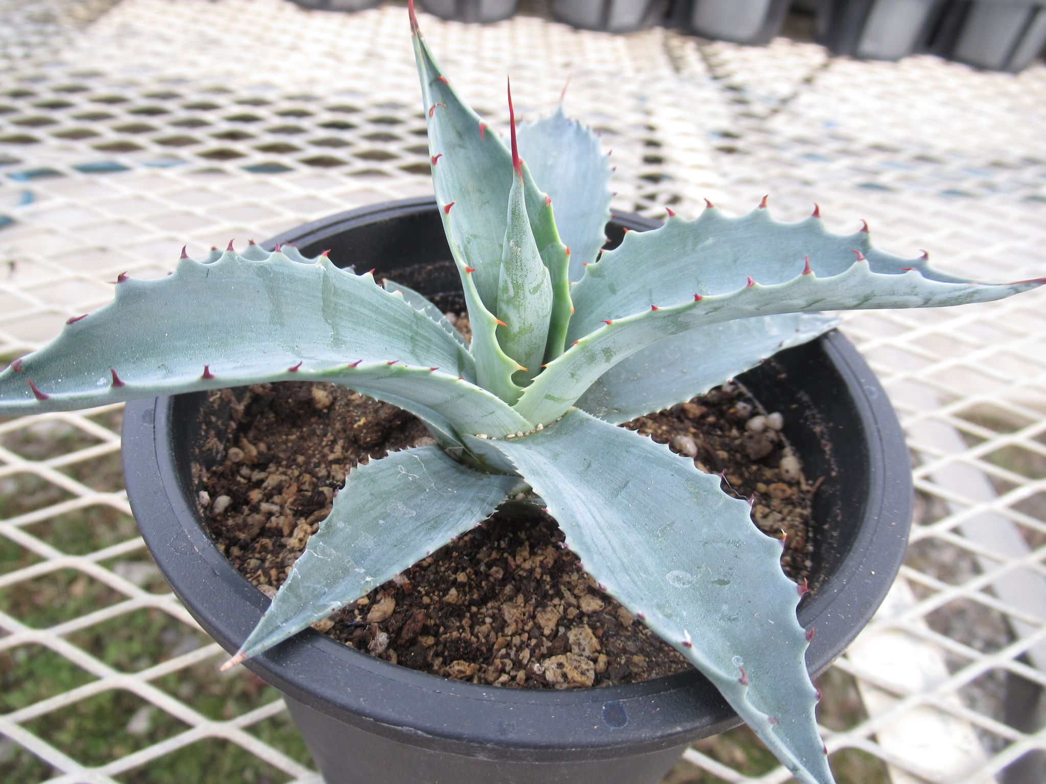 agave001