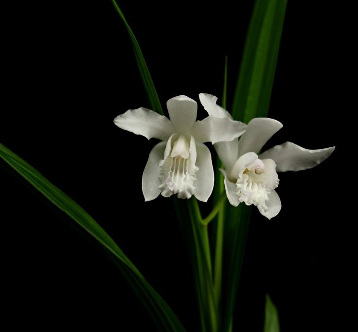 betilla001