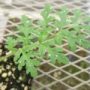 phacelia003