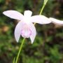 betilla0020