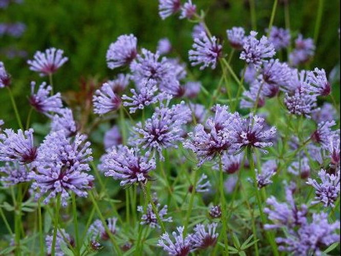 Asperula orientalis