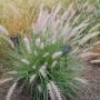 pennesetum01