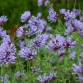 Asperula orientalis