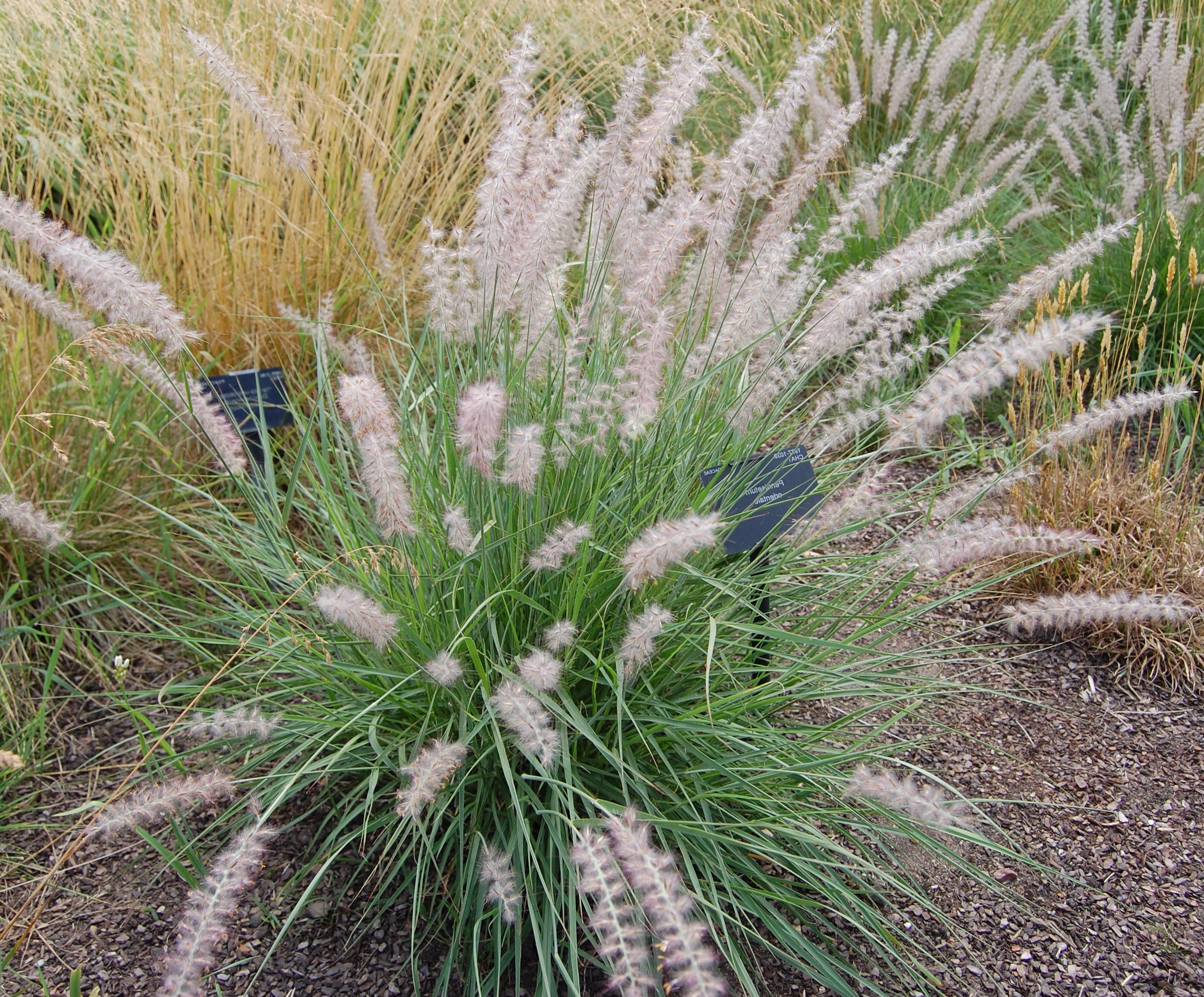 pennesetum01