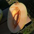 hamimelon