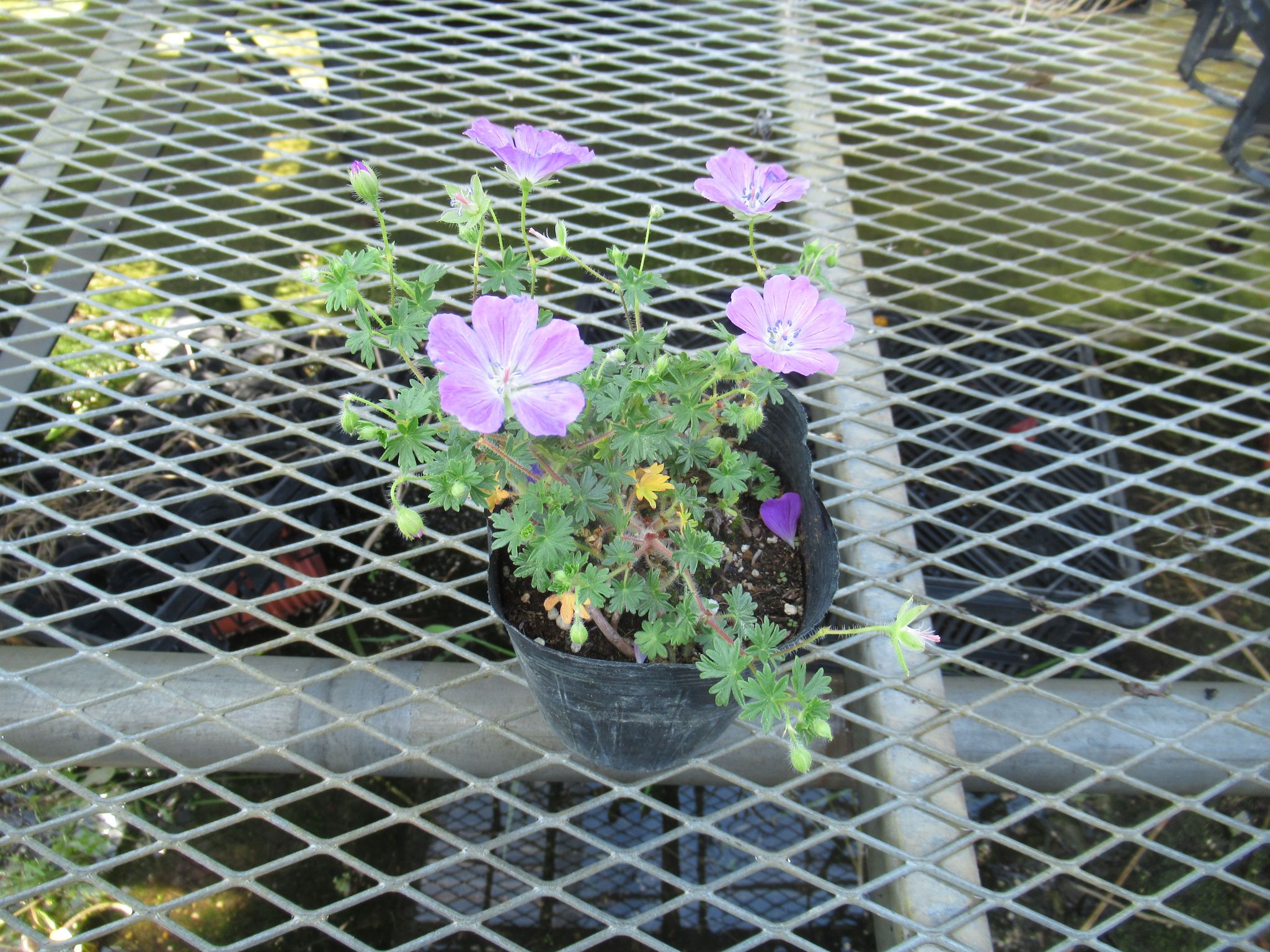 geranium008